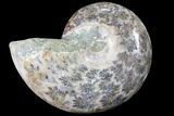 Bargain, Thick Ammonite (Anapuzosia) Fossil Half #88046-1